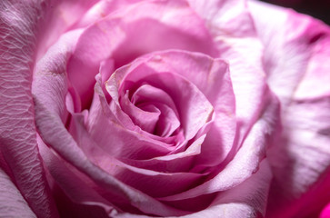 Beautiful rose flower as a background