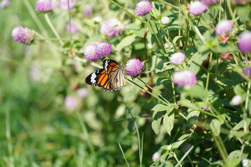 butterfly on flower