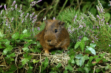 COBAYE DOMESTIQUE cavia porcellus