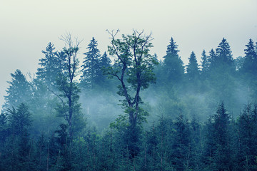 Misty mountain landscape
