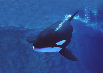 ORQUE EPAULARD orcinus orca © slowmotiongli