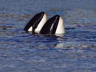 Fototapeta premium ORQUE EPAULARD orcinus orca