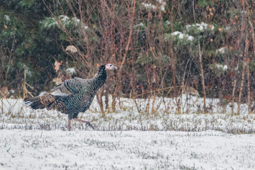 Wild Turkey walking in field near forest under light snow flurry
