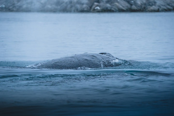 Humpback whale diving in atlantic ocean near Ilulissat during rainy weather. Diving in the ocean and feeding. Blue water and blow. Photo taken in Greenland Disko bay island.