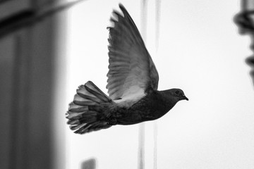 pigeon in flight