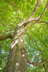 Fagus sylvatica Blick in die Krone einer alten Buche.