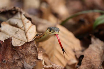 Extreme close up of common garter snake sticking out tongue toward viewer