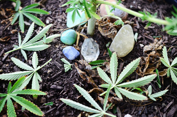 Miniature fairy garden, marijuana leaves and tiny sculptures with crystals. Healing crystals in a plant pot, cannabis leaves on display. Playful crystals and plants. Beautiful natural lighting, macro