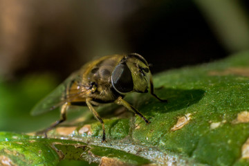 Naklejka premium A bee on the stem of a plant. Macro insects