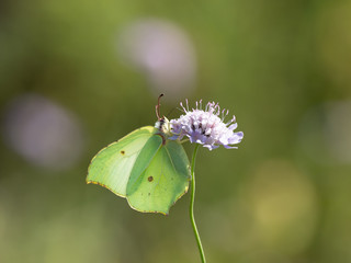 Brimstone Butterfly ( Gonepteryx rhamni ) on Scabious