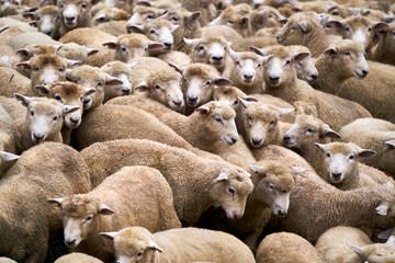 Flock of sheep