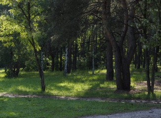 path in park