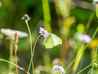 Brimstone Butterfly ( Gonepteryx rhamni ) on Scabious