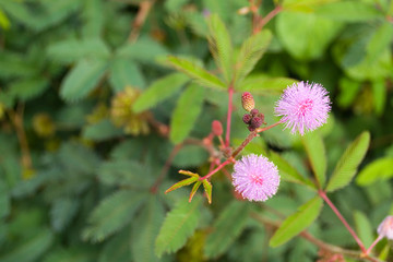 Mimosa shy (Mimosa pudica) - a perennial herb, a type of plant from the genus Mimosa, originating from tropical regions of South America and cultivated throughout the world as an ornamental plant