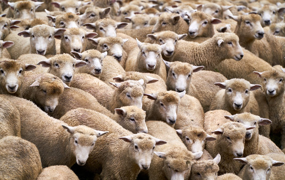Flock of sheep