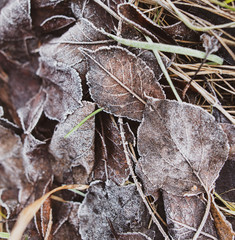 Frozen leaves on the ground in the park