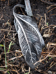 Frozen leaves on the ground in the park