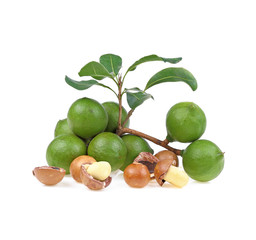 macadamia nuts isolated on white background.