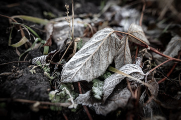 Frozen leaves on the ground in the park