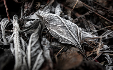 Frozen leaves on the ground in the park