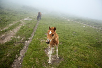 Mare and foal with a white spot on his forehead walking in the pasture at a foggy summer day. Brown...