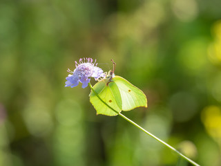 Brimstone Butterfly ( Gonepteryx rhamni ) on Scabious