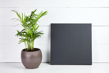 A black cotton canvas and green plant in flower pot on white wooden background. Stretched clean canvas. Mock up, front view