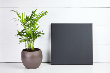 A black cotton canvas and green plant in flower pot on white wooden background. Stretched clean...