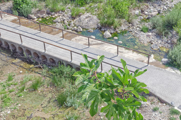 Focus over fig leaves from the top of a bridge. In the blurred background, we see the channel of a river with little water flow, and another bridge over it. Area with lots of vegetation. Sunny day.