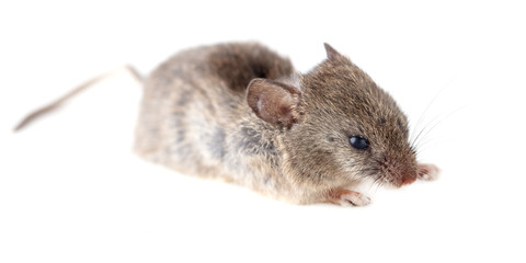 Mouse isolated on a white background