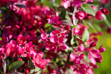 Spring floral background. Blooming tree with red purple flowers