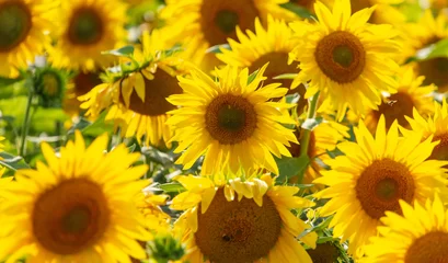 Fototapete Sunflowers grow in the field © schankz