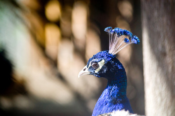 The head of a bird, the head of a living peacock close up, blue color with a pearl shimmer, with blue feathers-tufted on the head