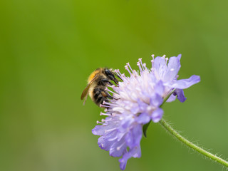 Bee on a field Scabious