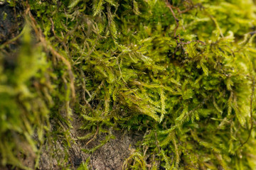 Spring wood moss in detail