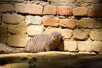 The striped mongoose (Mungos mungo) sits on the sand against a brick wall and looks somewhere. Small fluffy, but very dangerous animal