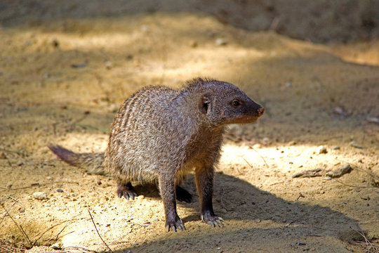 The striped mongoose (Mungos mungo) sits in the sand and looks somewhere.  Small fluffy, but very dangerous animal Stock Photo | Adobe Stock