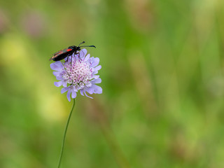 Six-spot Burnet Day Moth on Field Scabious