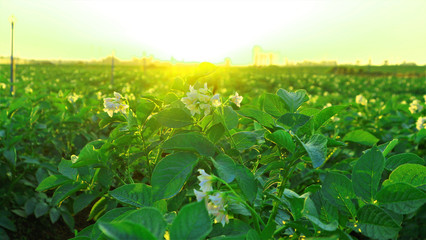 Fototapeta na wymiar Potato farm in Thailand
