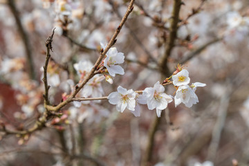 Fototapeta premium Sakura japan cherry branch with blooming flowers