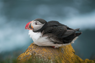 Single atlantic puffin