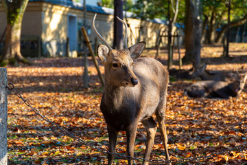 Red deer stag between ferns in autumn forest