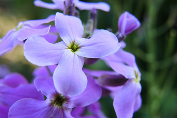 Fototapeta na wymiar Purple lilac flowers of the vespers night violets. Petals, pistils, stamens. Spring, summer and flowering plants. Illustration about the beginning of the warm season. Macro