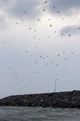 A flock of seabirds whirl over the sea pier against the gray gloomy sky. Pier lined with large stones. A lone lantern stands on the pier and a bird sits on it. The sea is turbulent and gray-green