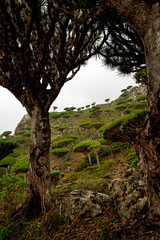 Dragon Blood Tree is an endemic plant in Socotran Archipelago of Yemen in Indian Ocean