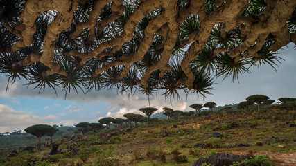 Dragon Blood Tree is an endemic plant in Socotran Archipelago of Yemen in Indian Ocean