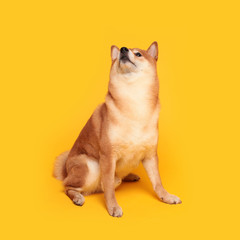 Happy shiba inu dog on yellow. Red-haired Japanese dog smile portrait