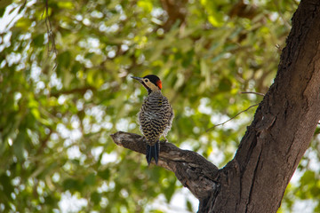 Green-barred woodpecker perched on a tree branch