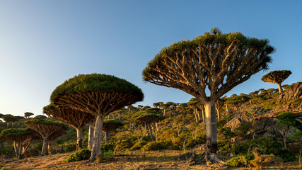 Naklejka premium Dragon Blood Tree is an endemic plant in Socotran Archipelago of Yemen in Indian Ocean