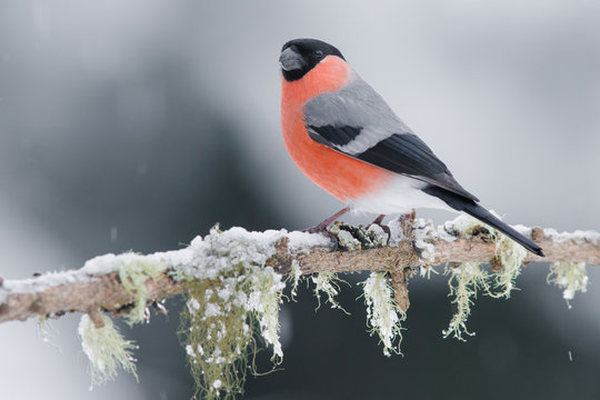 Gimpel an der Winterf&uuml;tterung